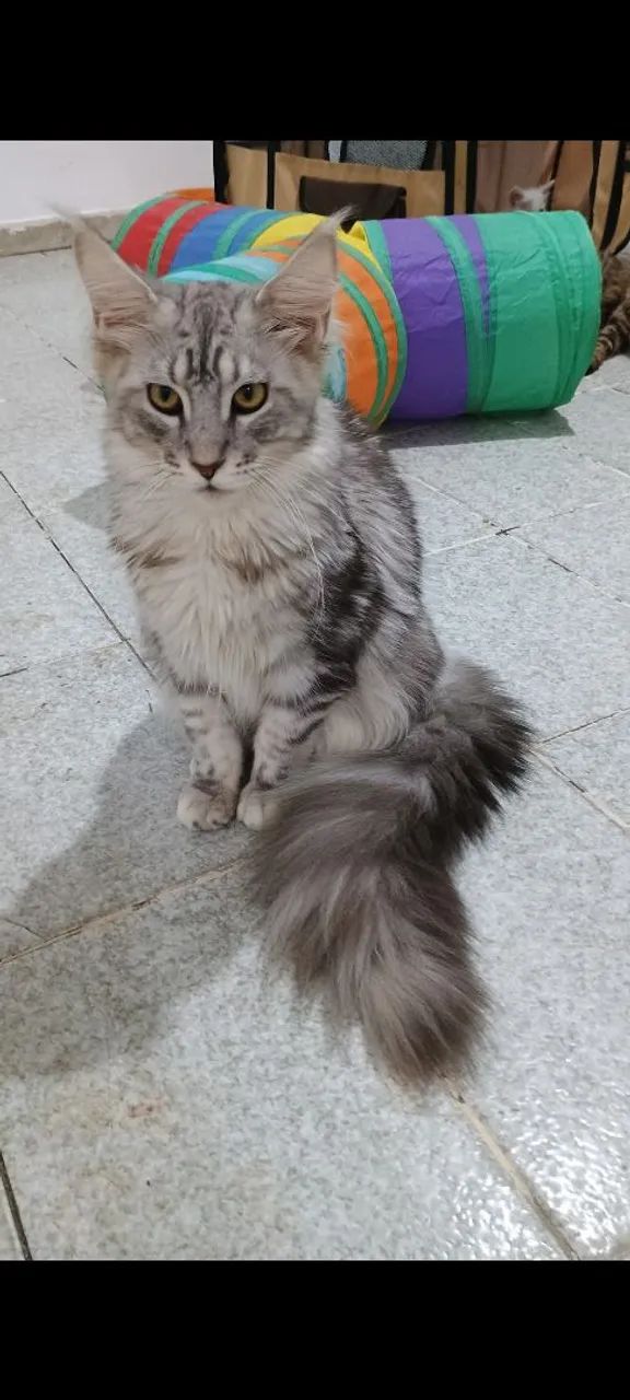 Gato Maine Coon  - Foto 3