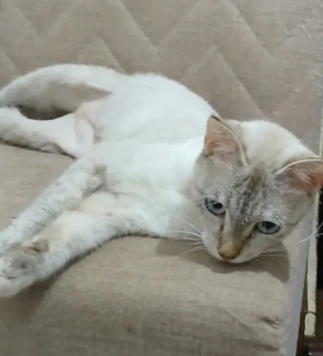 Gatinha p adoção  responsável  - Foto 2