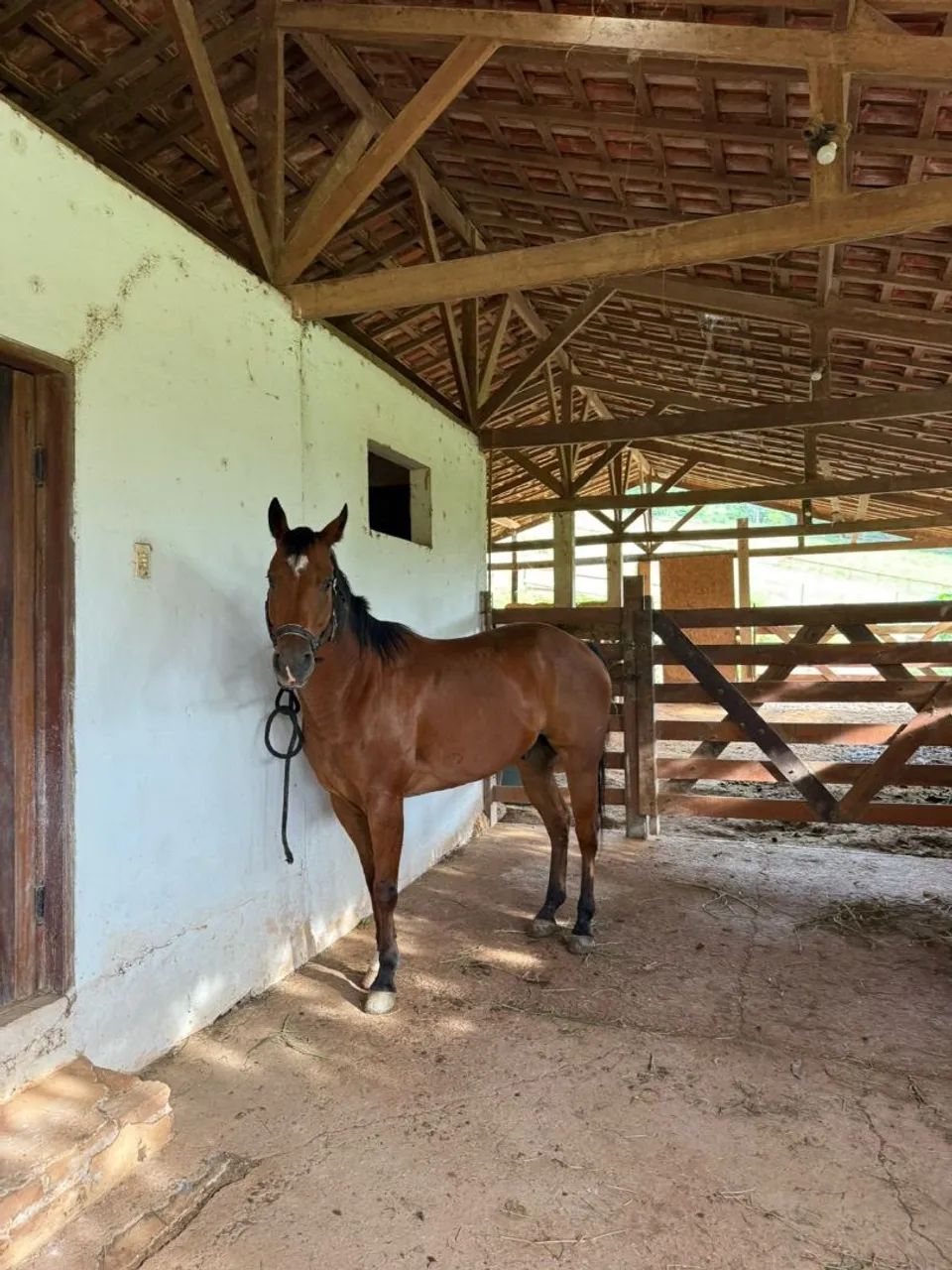 Cavalo - Foto 3