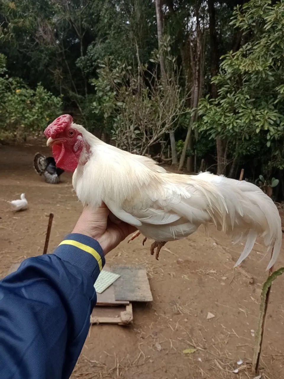 Galos garnizé