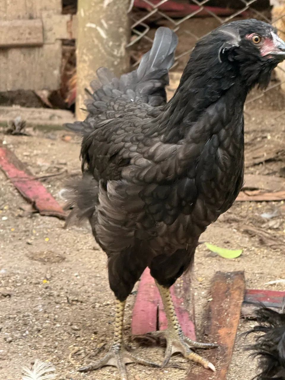 Casal de Galinha Araucana (Mapuche) - Foto 5