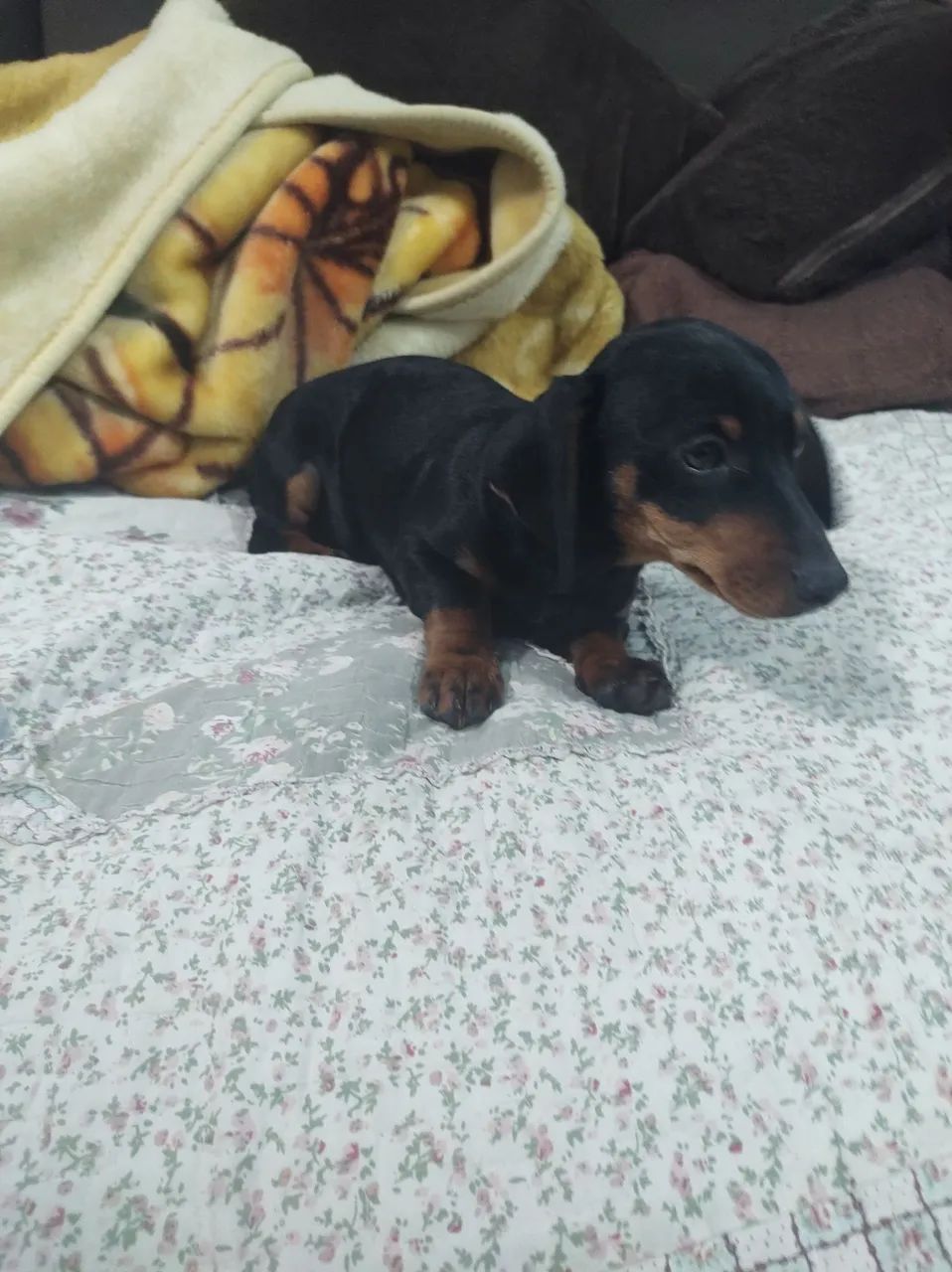 Filhote de Dachshund (salsichinha) - Foto 3