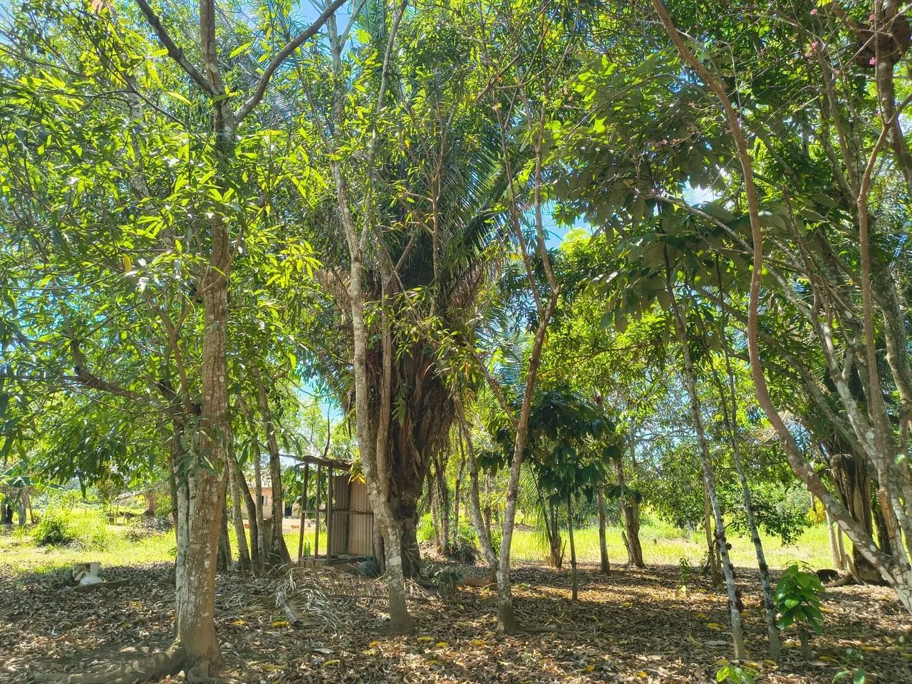 vende -se chácara ou troca  - Foto 4