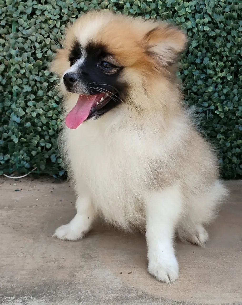 Spitz alemão FEMEA