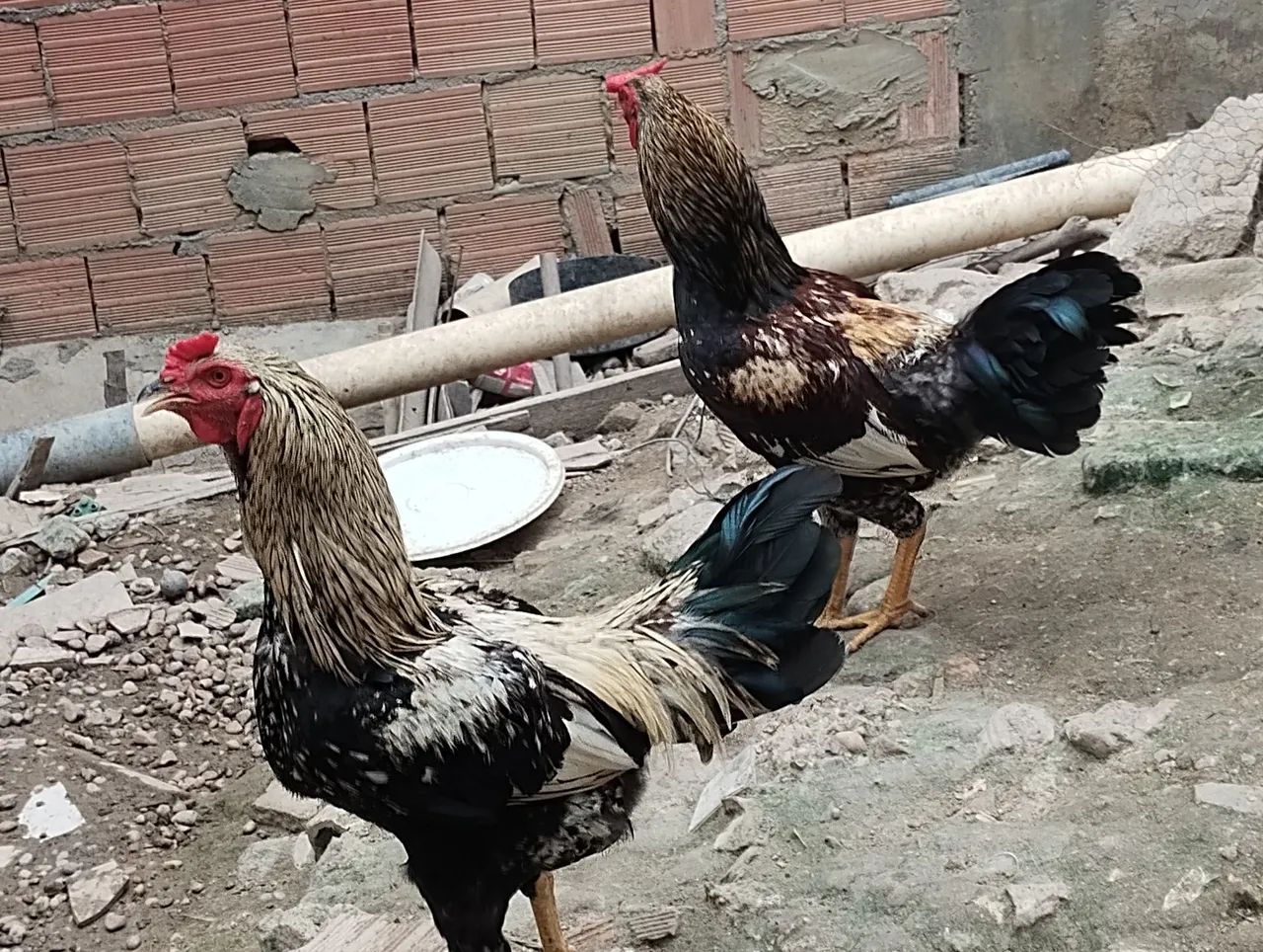 Frango e patos - Foto 3