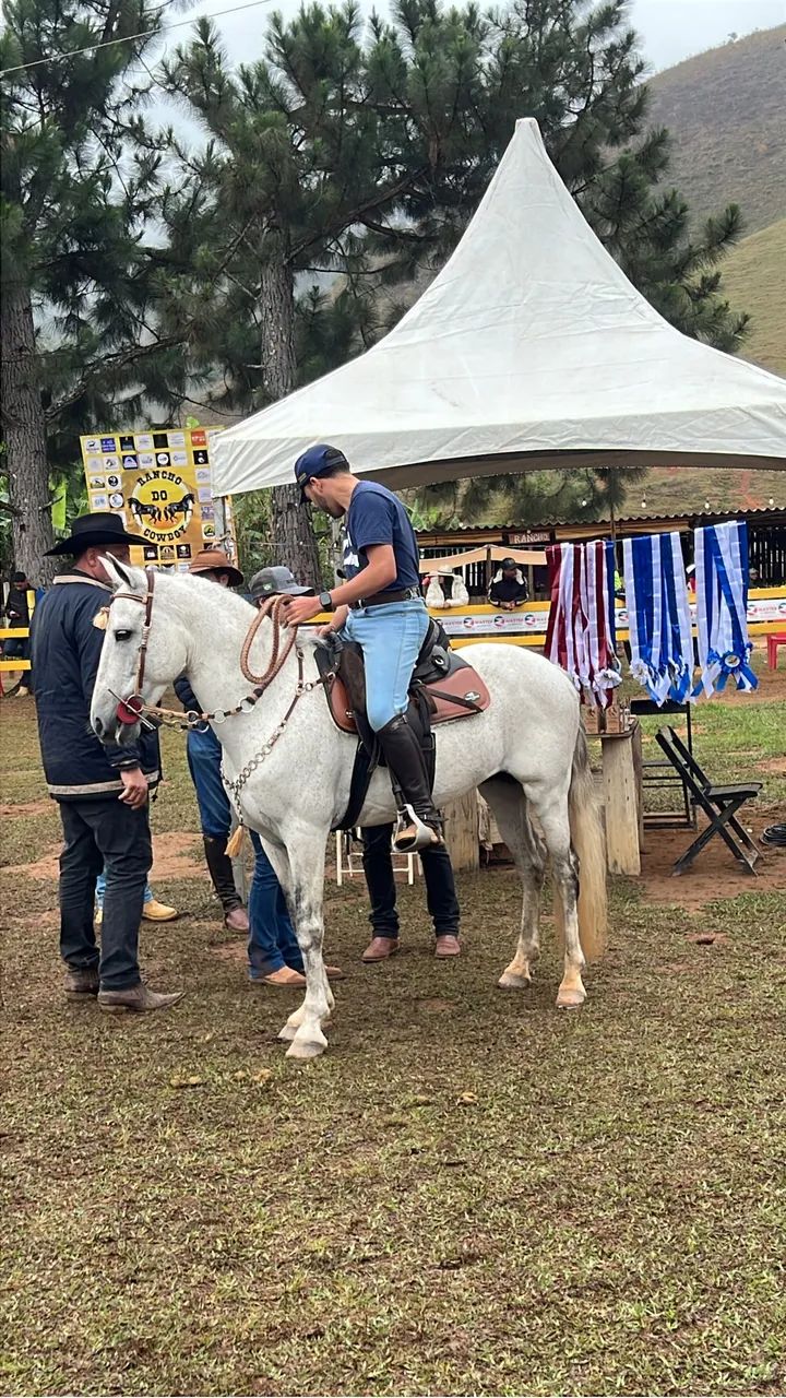 Cavalo Mangalarga Marchador  - Foto 3