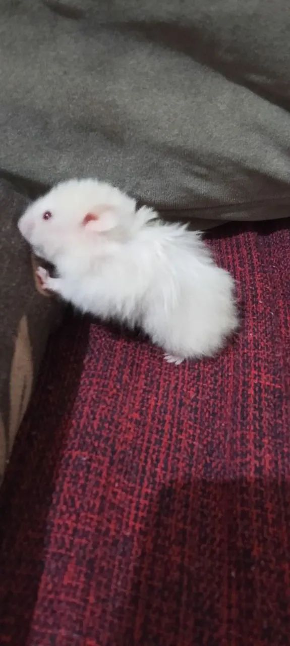 Hamster Siriú 