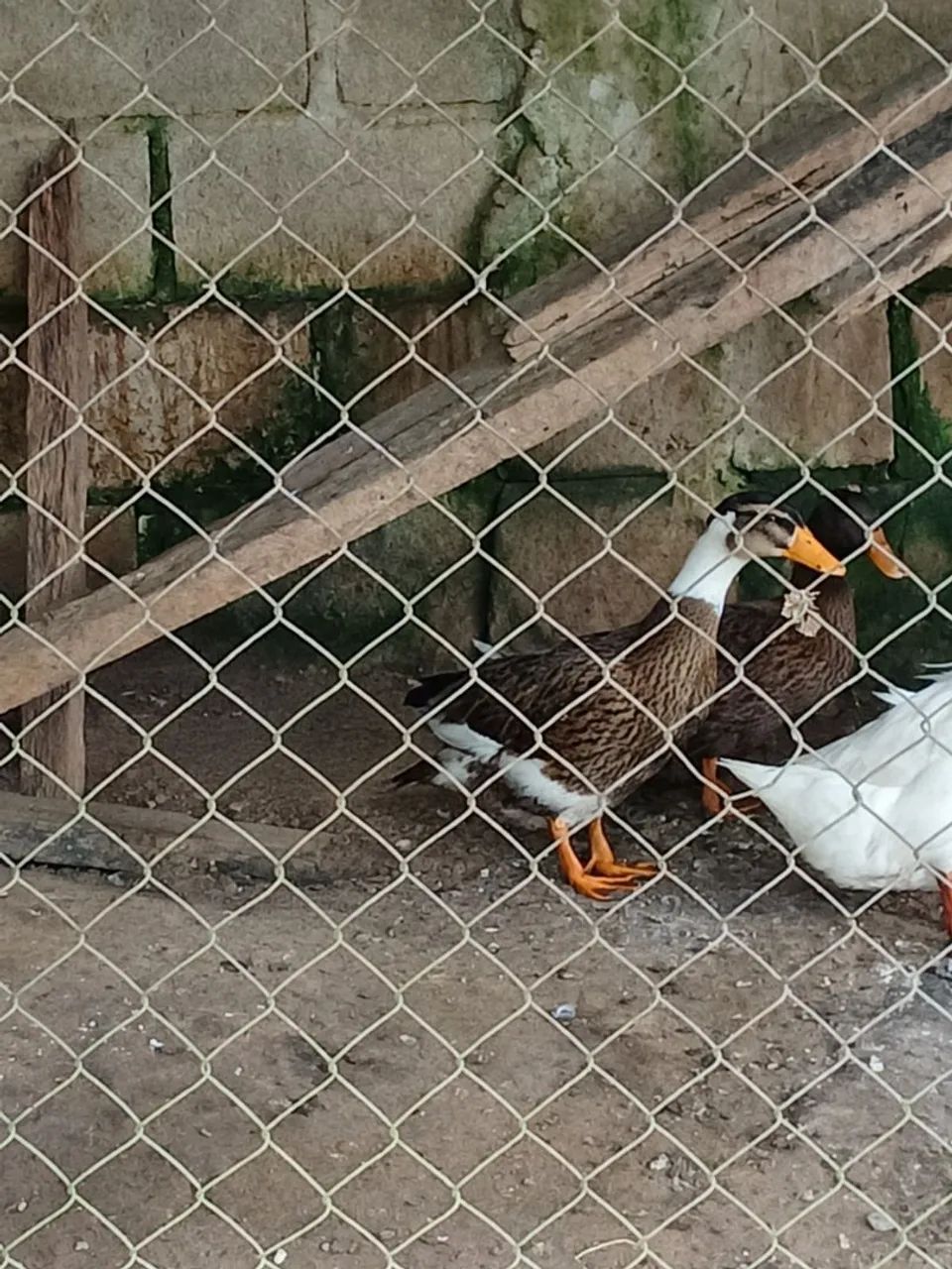 Marreco macho
