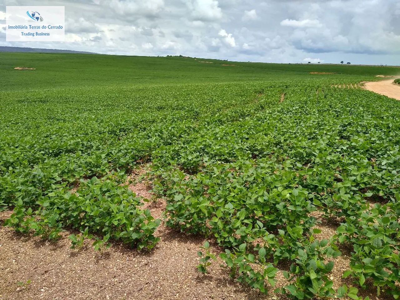 FAZENDA COM 500HA PRA SOJA IRRIGADA JA COM OUTORGA DE ÁGUA - Foto 2
