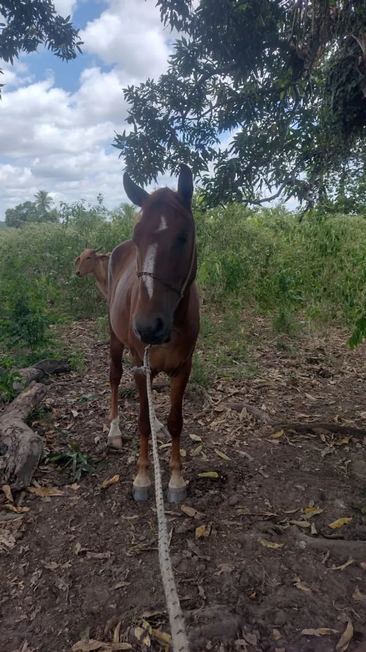 Vender é troca  - Foto 3