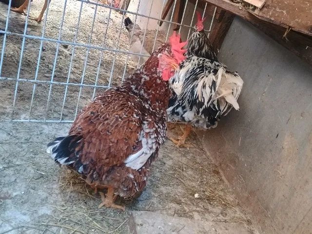 Ovos gsb e IG - Foto 4