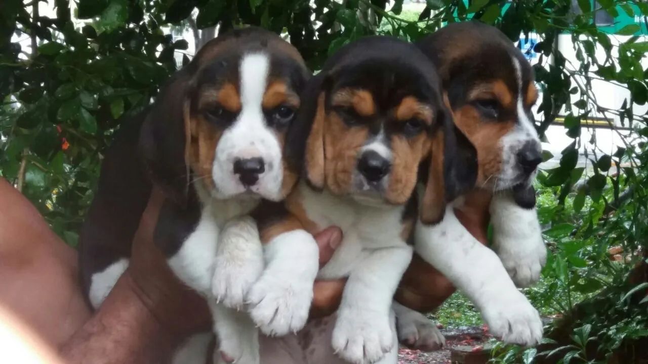 Beagle 13 polegadas com pedigree disponíveis para venda  - Foto 3