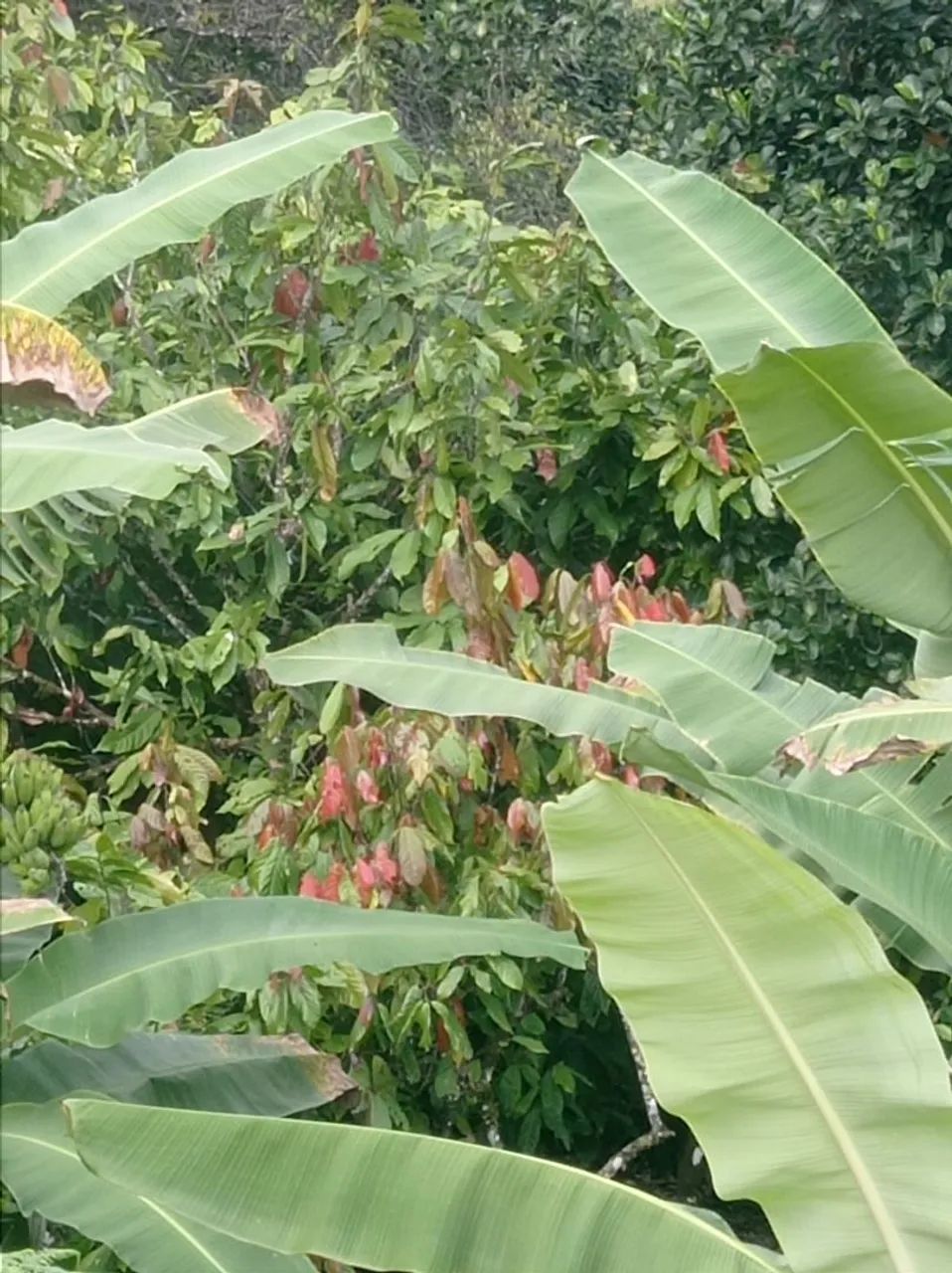 Sítio com pomar/roça de cacau 5 hectares em Itajurú.  - Foto 4