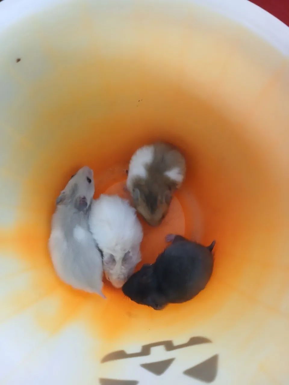 Vendo Hamster Sírio e Anão russo  - Foto 3