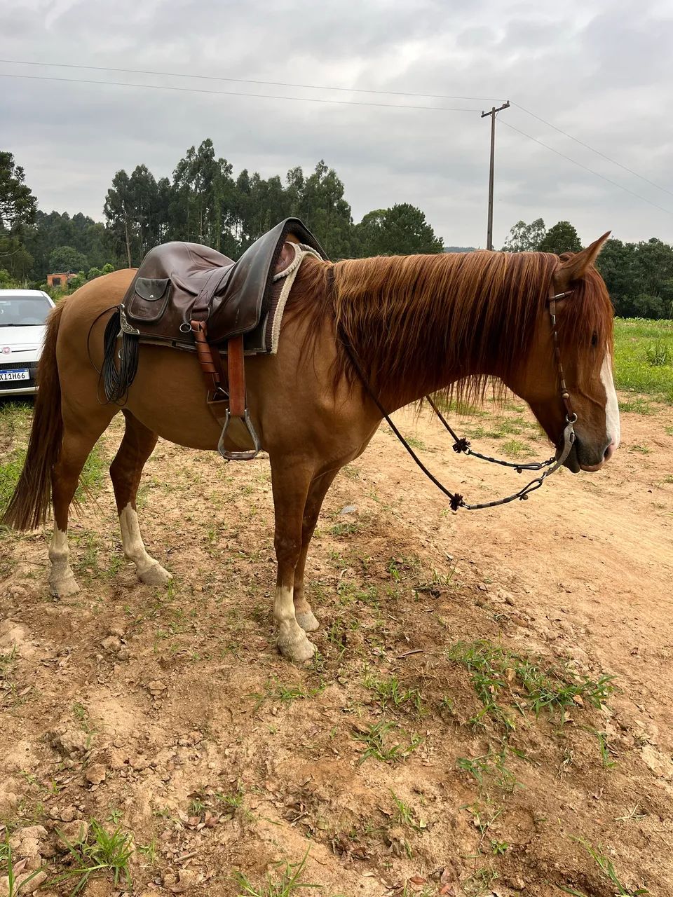 Cavalo Gateado para Laço Comprido - Foto 4