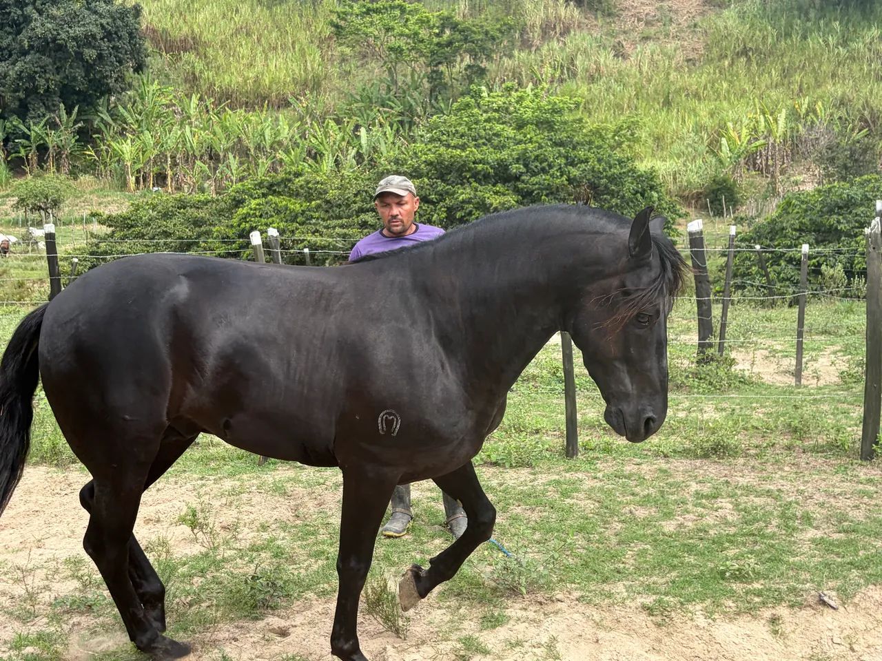 Cavalo mangalarga marchador registrado  - Foto 6