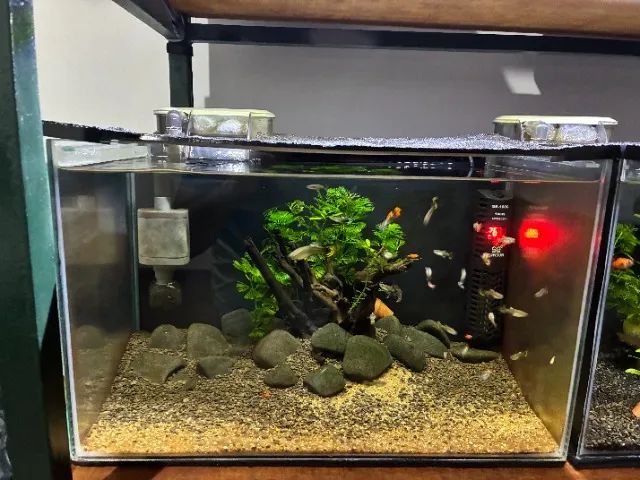 Aquário Completo Decoração, Plantas, Troncos, Filtro - Foto 2