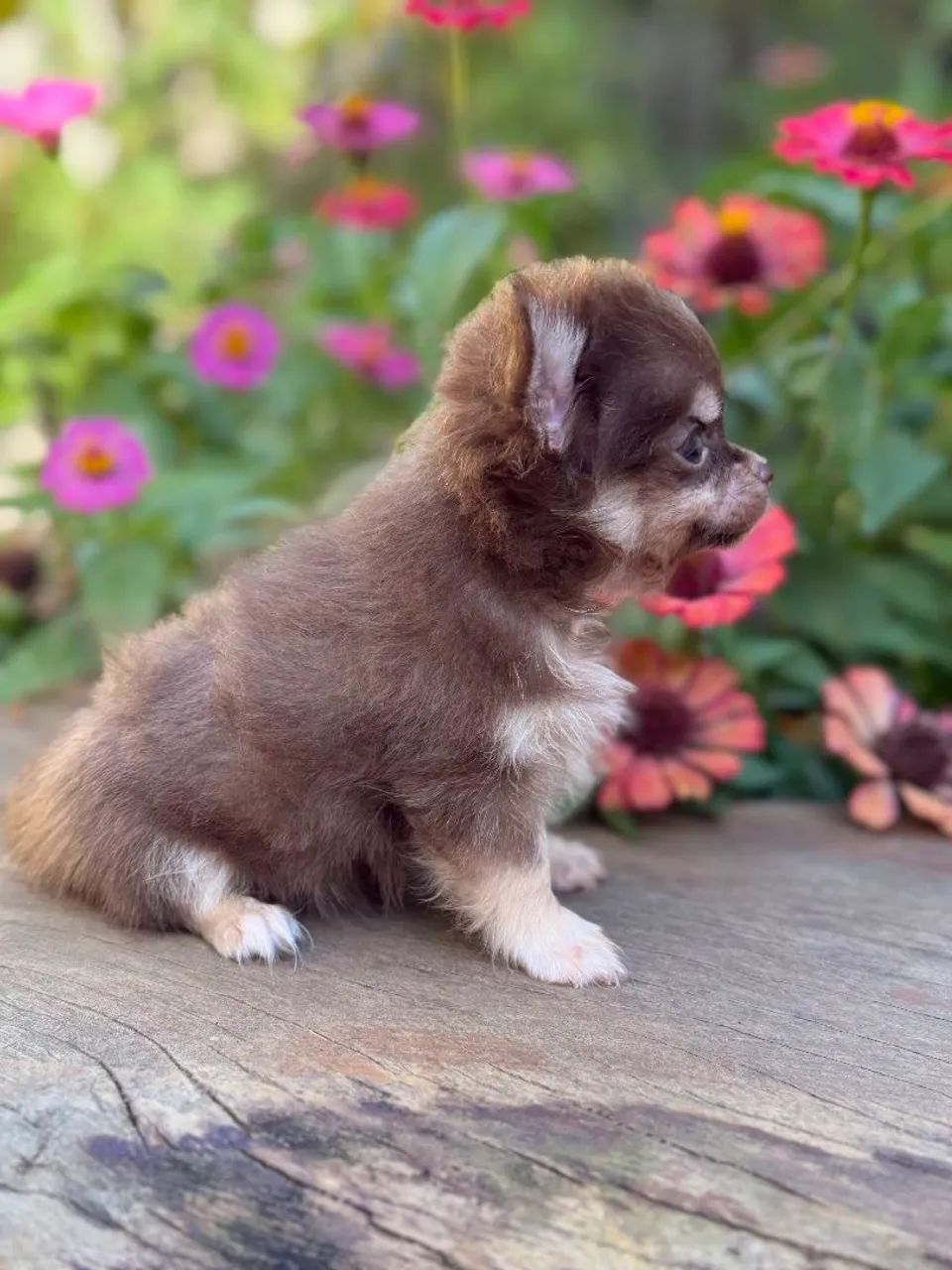 Chihuahua macho - Foto 2