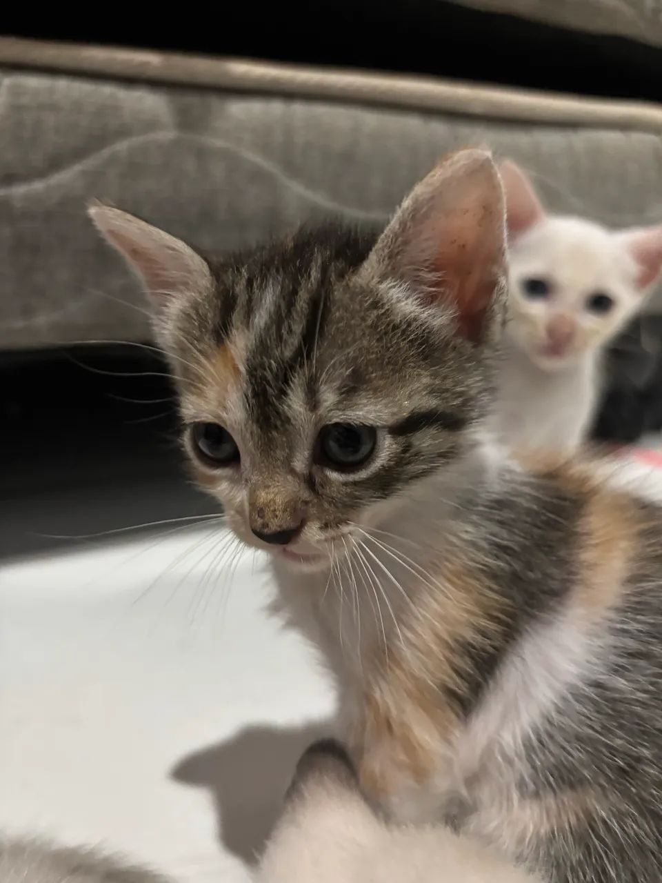 gatinhas para adotar  - Foto 3