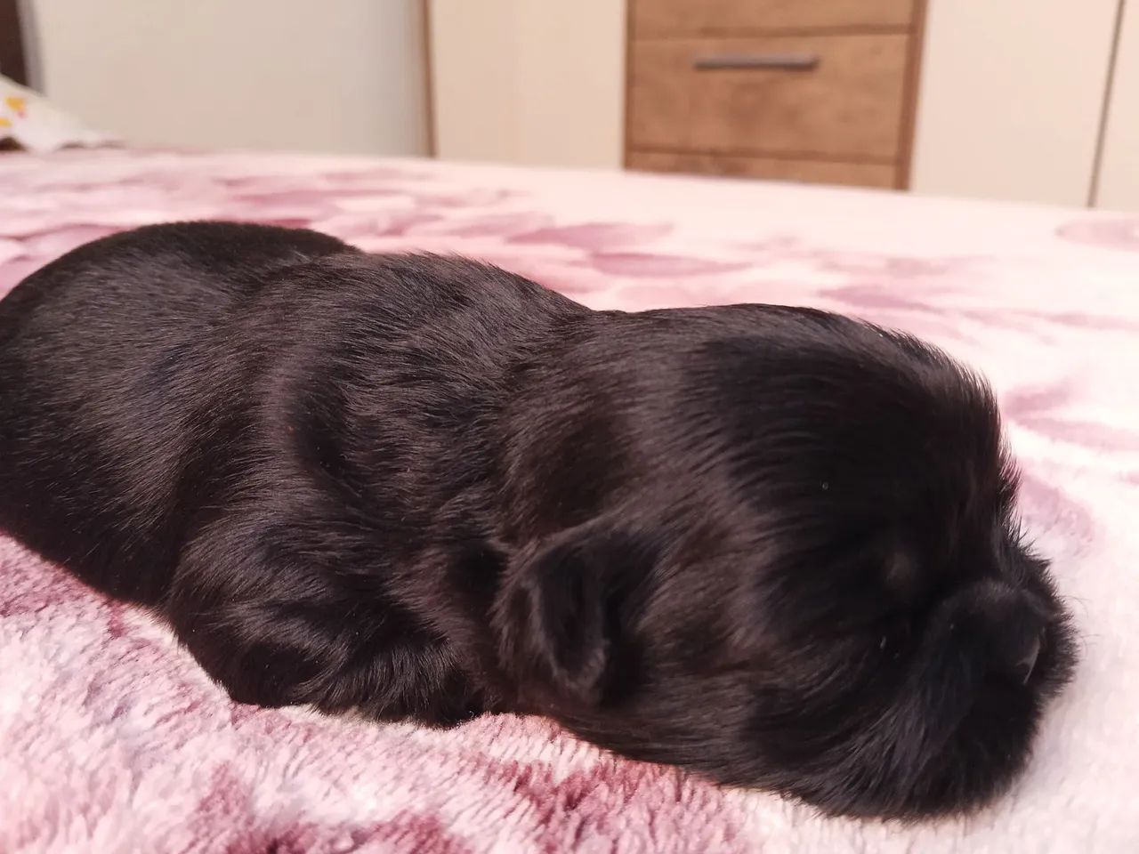 Shitzu preto - Foto 3