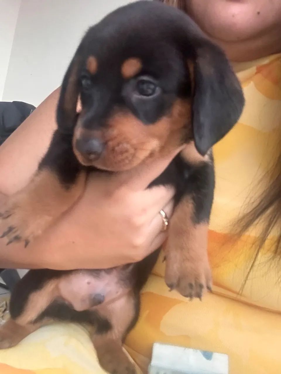 Cachorro Salsicha  - Foto 4