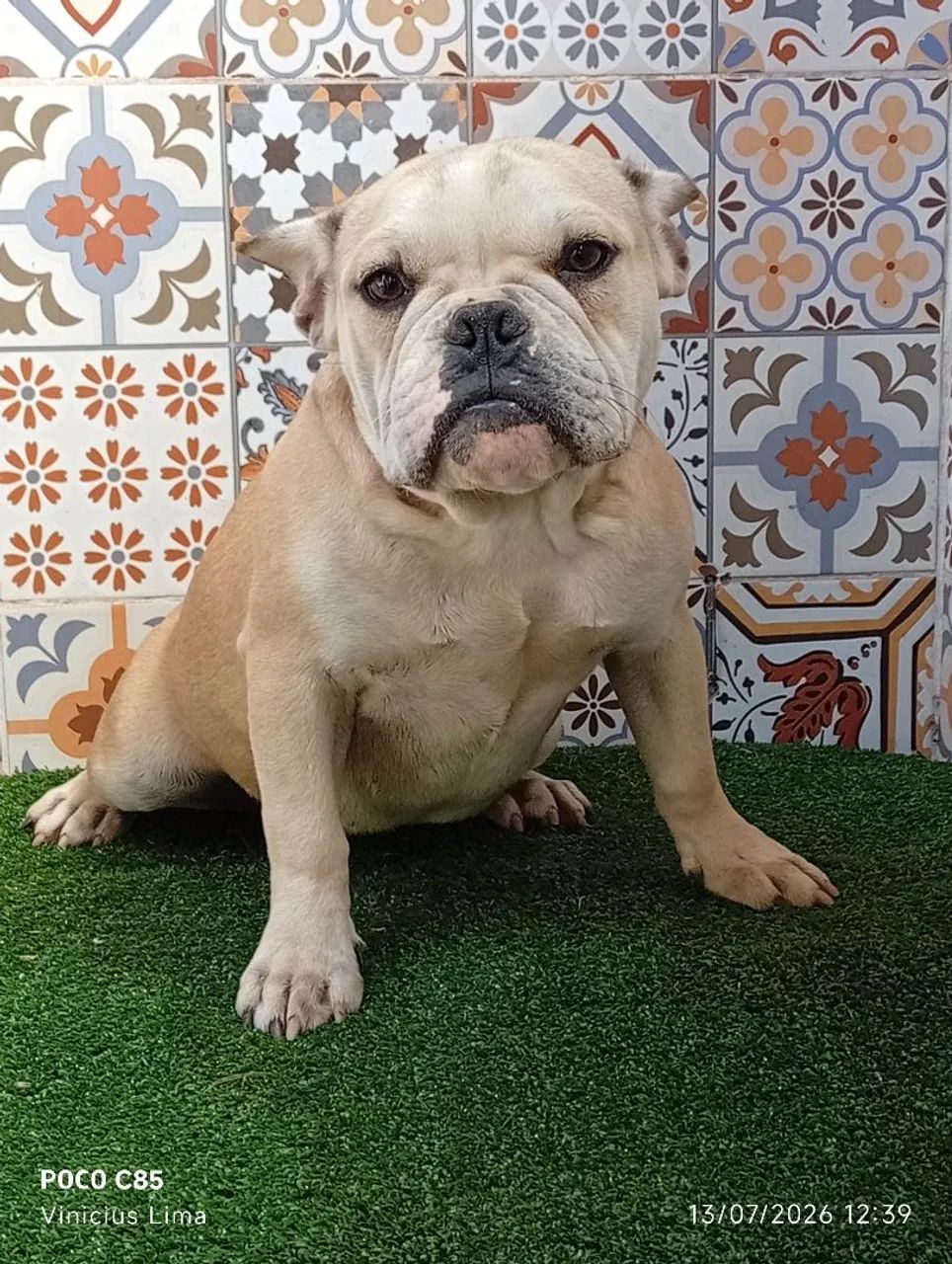 American bully