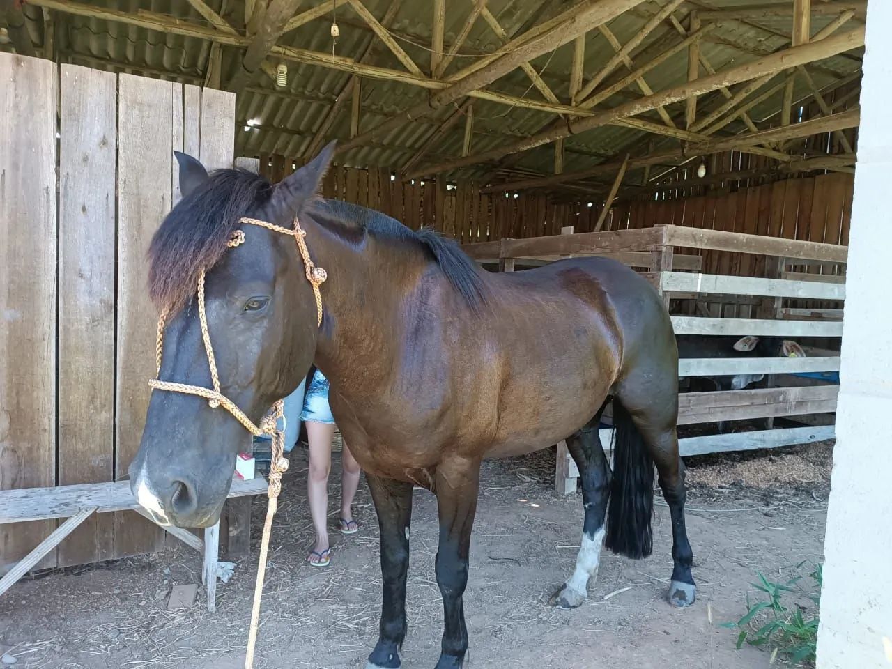 Vendo cavalo  - Foto 4