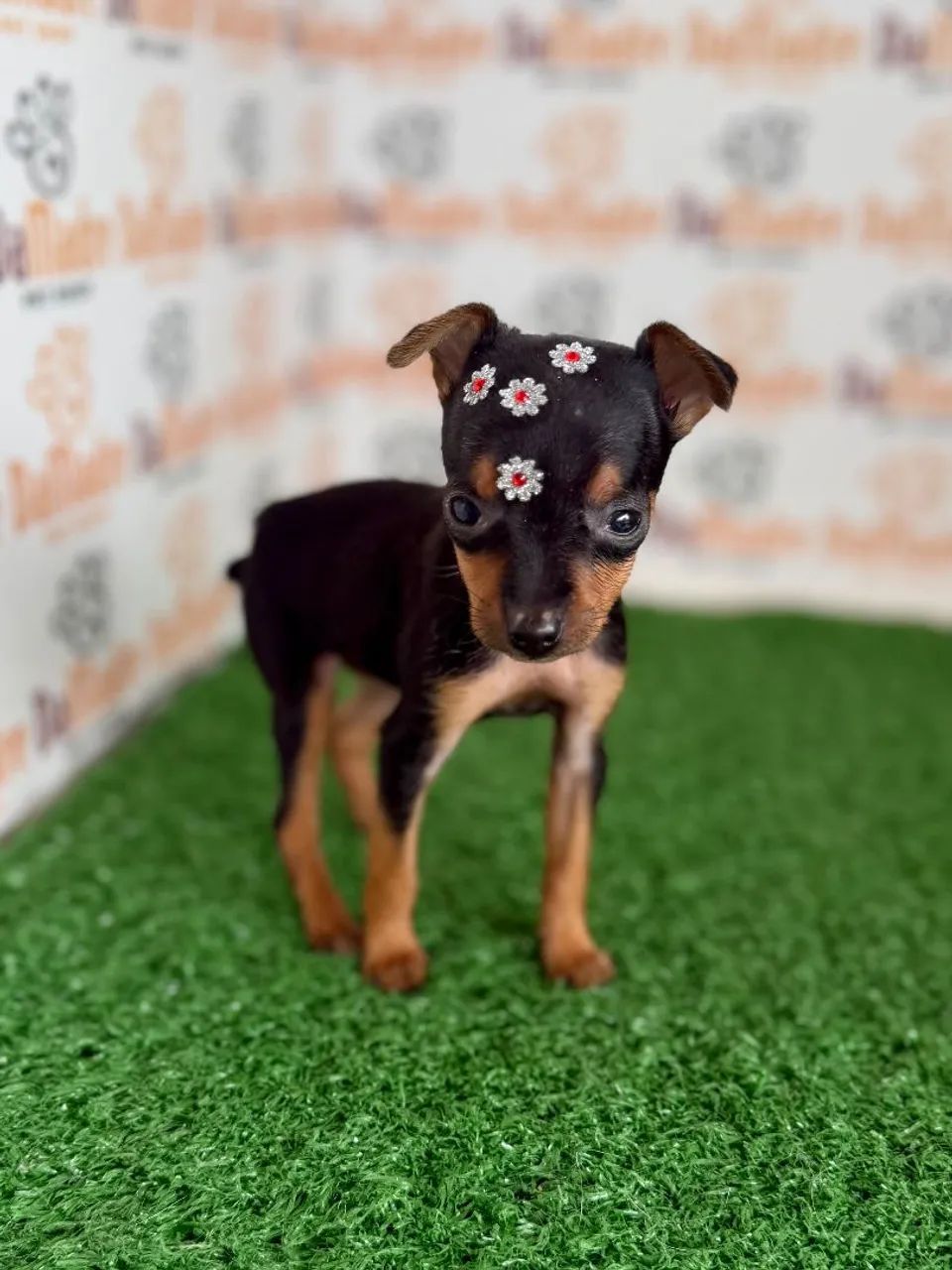 Pinscher Fêmea - Cachorros - Bela Suiça, Londrina 1543832013 | OLX