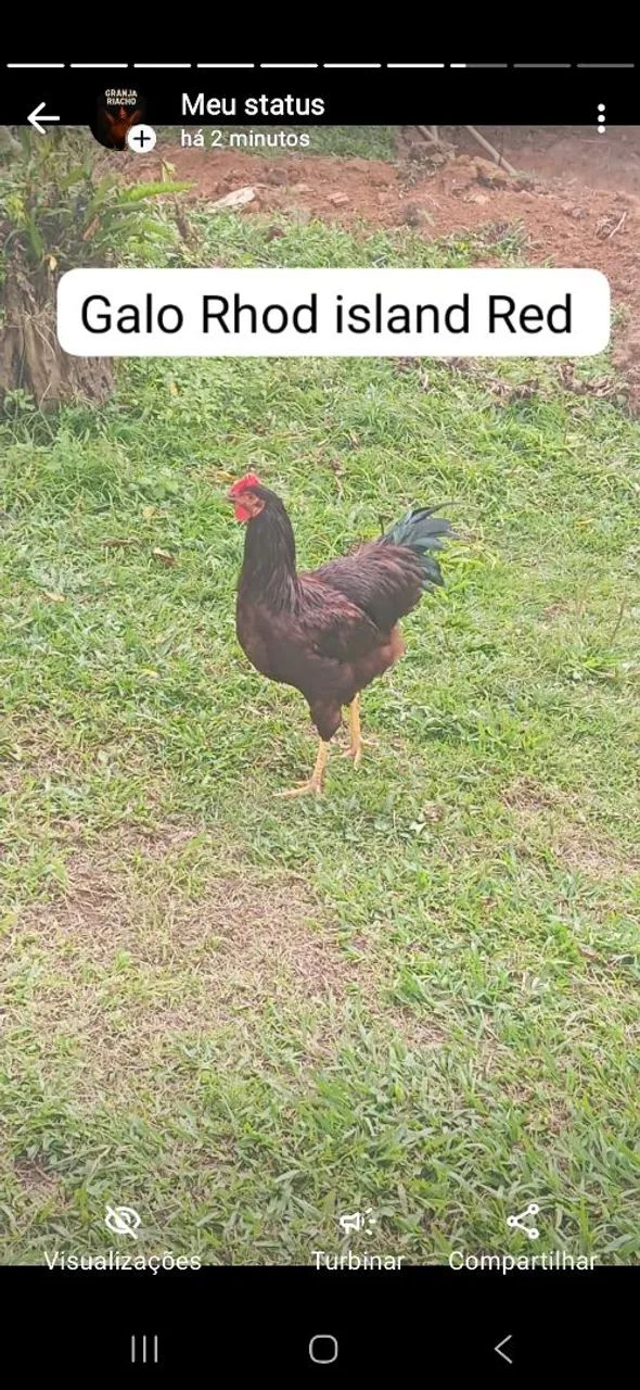Galos, galinhas na postura  - Foto 2