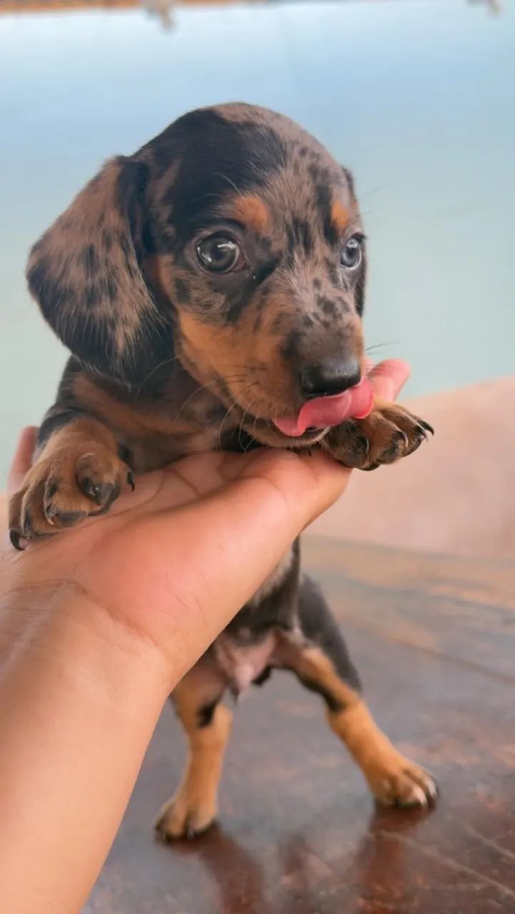 Dachshund macho  - Foto 3