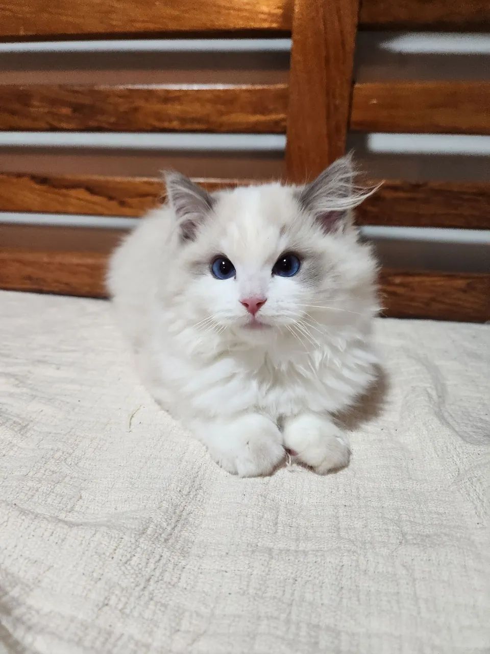 Filhote Ragdoll  - Foto 2