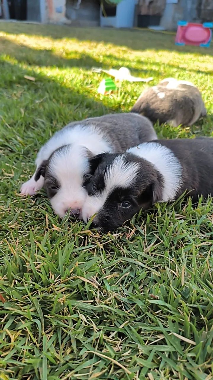 Border Collie  - Foto 3