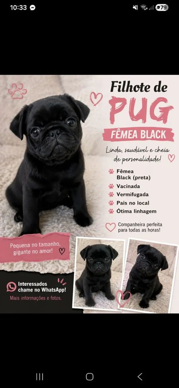 Promoção pug