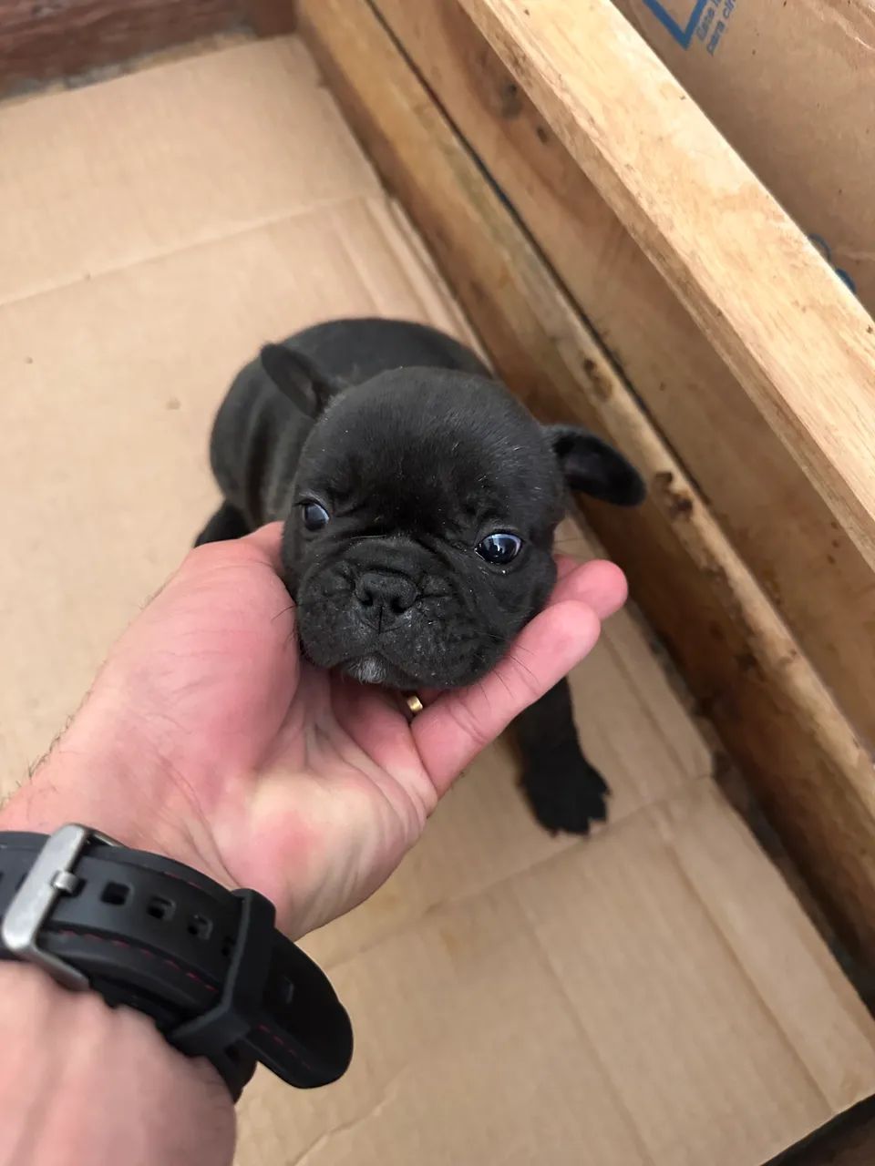 Bulldog francês  - Foto 2