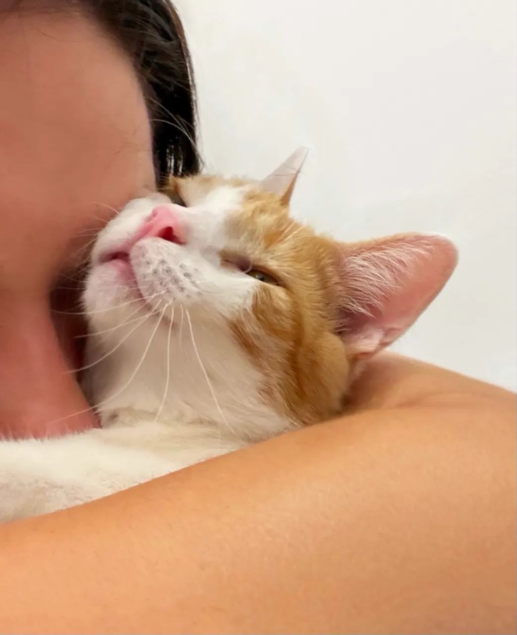 Fêmea de 6 Meses Castrada para Adoção  - Foto 4