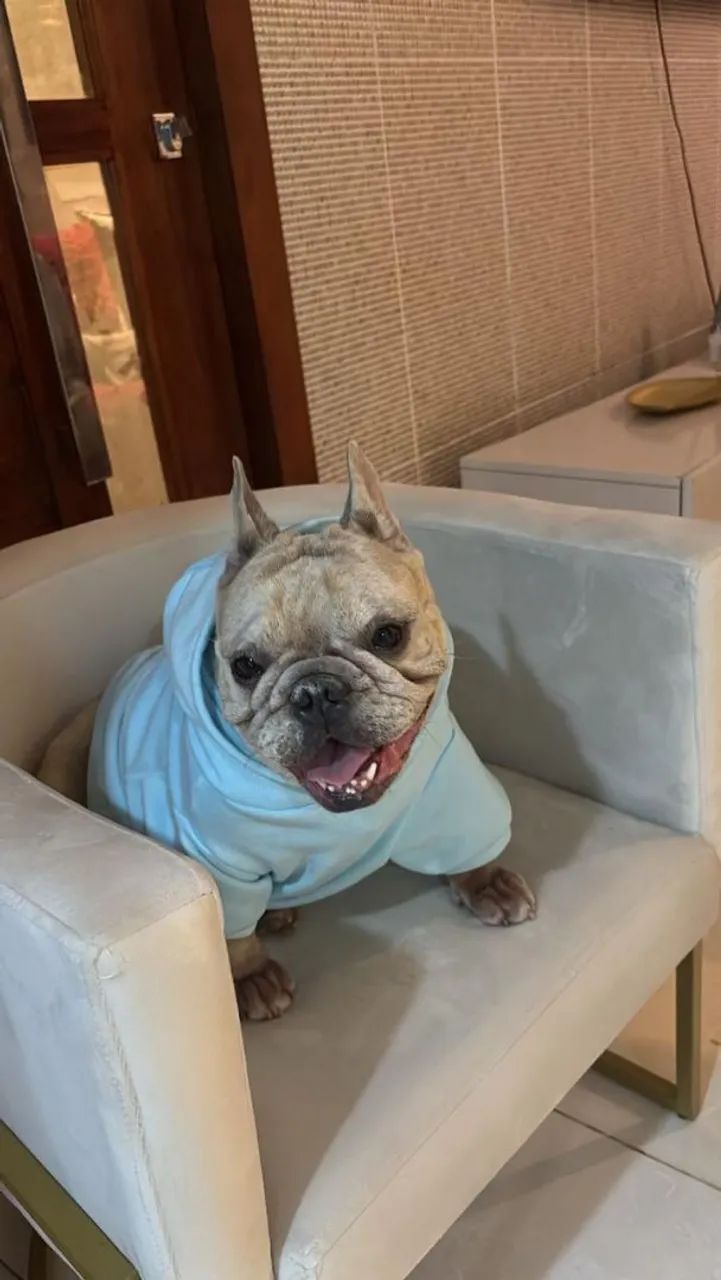Vendo buldogue francês fêmea  - Foto 2