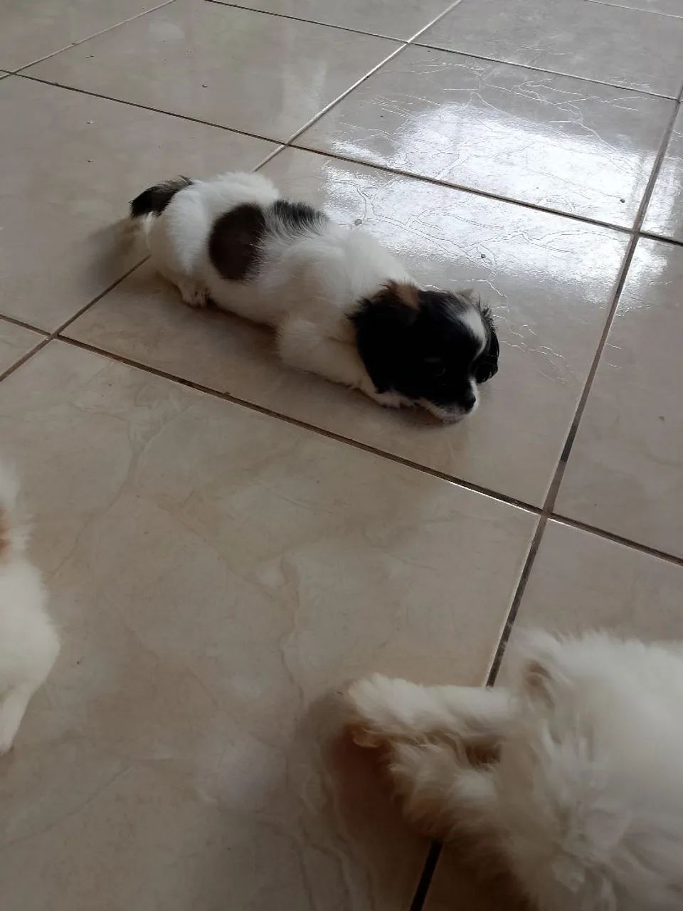 Vende-se filhotes de shitzu mais de 58 dias - Foto 3