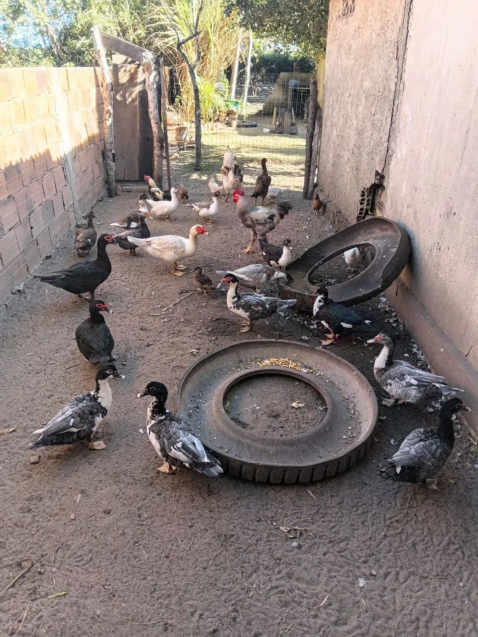 Patos - Foto 5