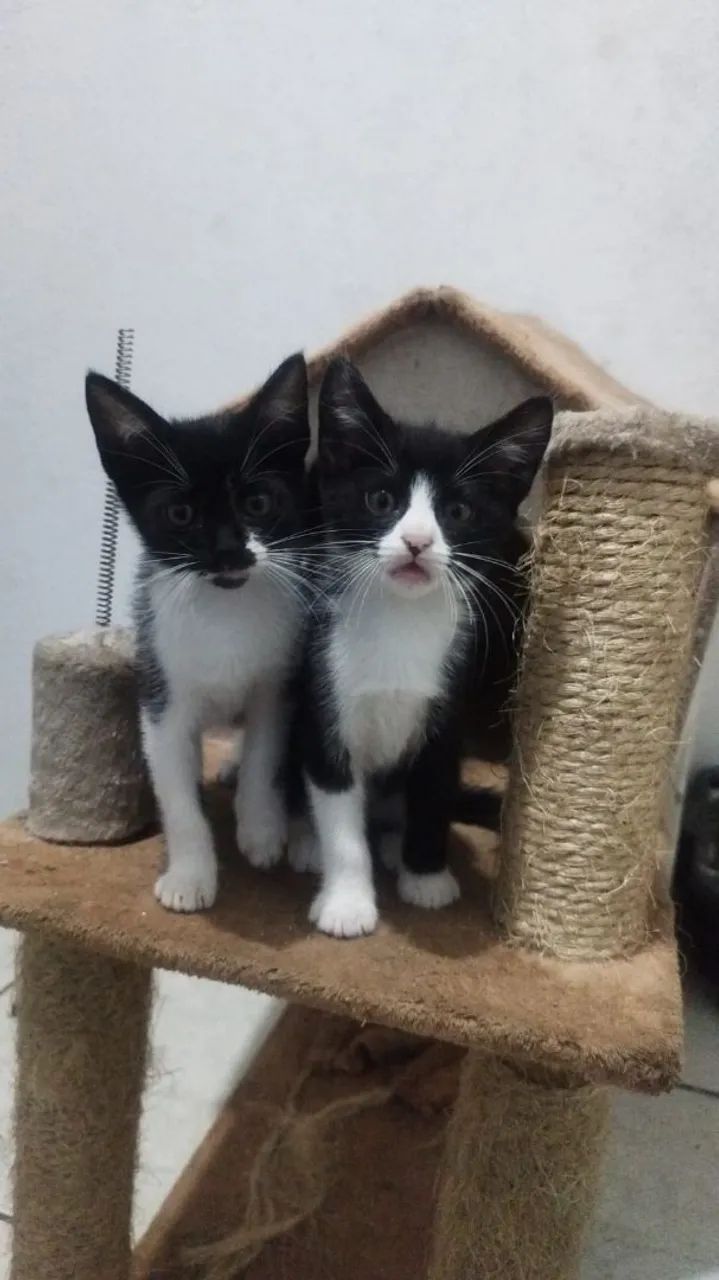 DOAÇÃO FILHOTE FÊMEA GATINHA GATA