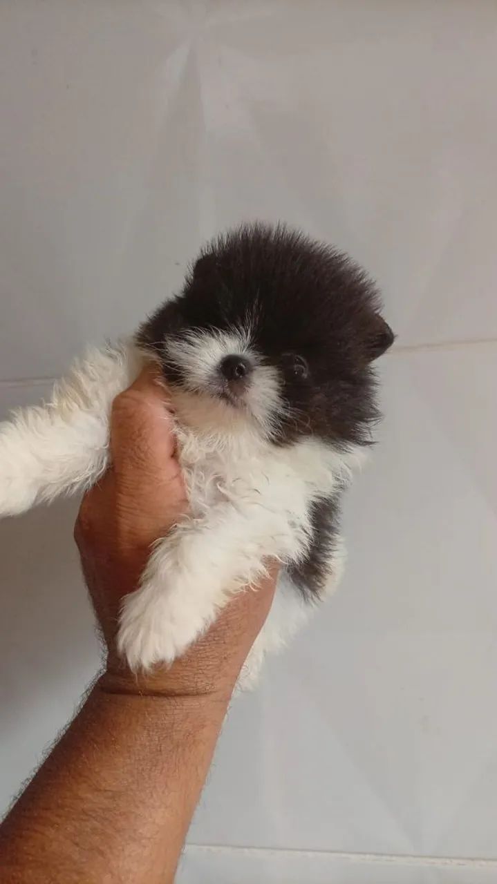 Spitz alemão macho