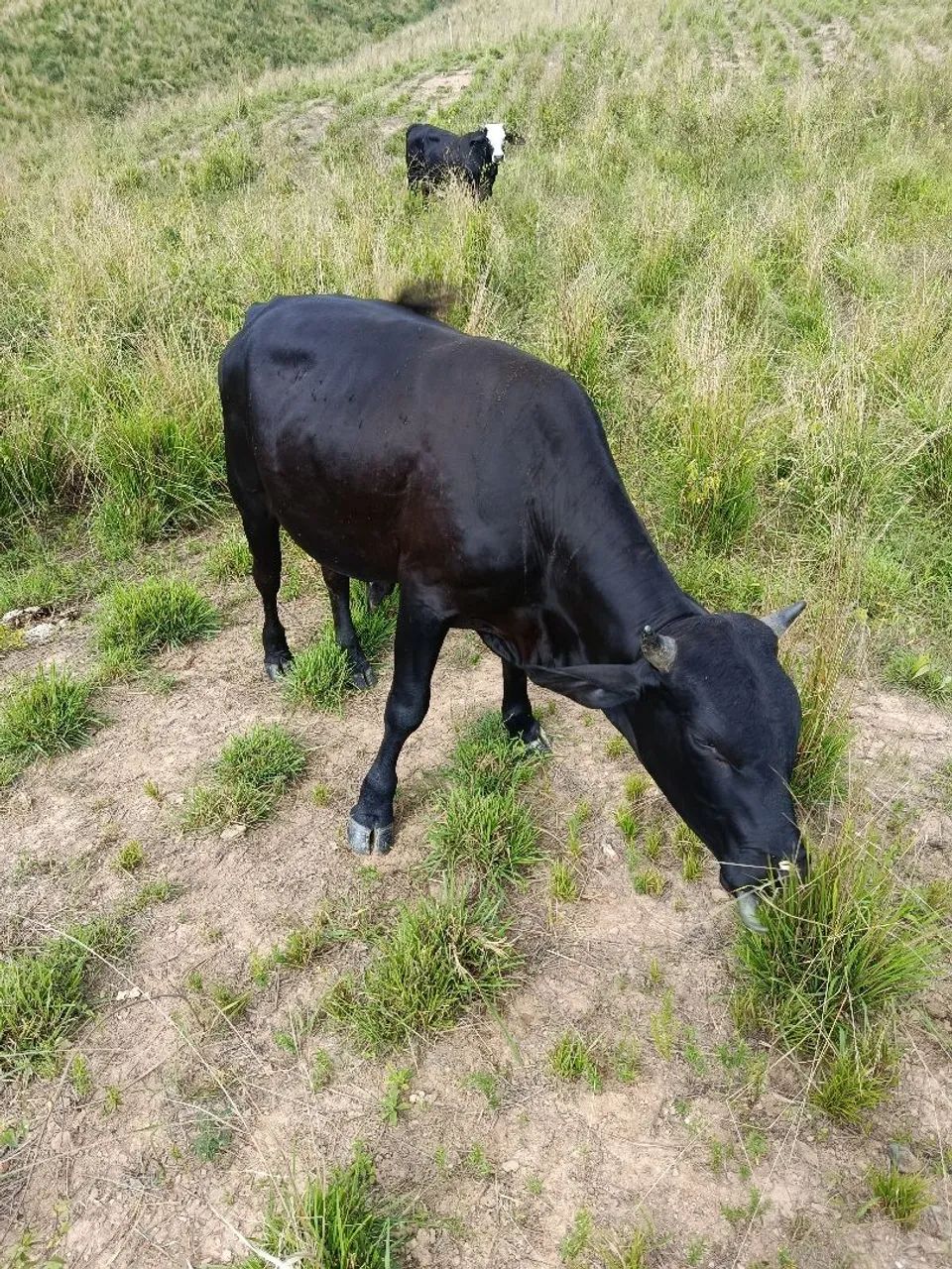 Garrotes bom pra cocho  - Foto 2