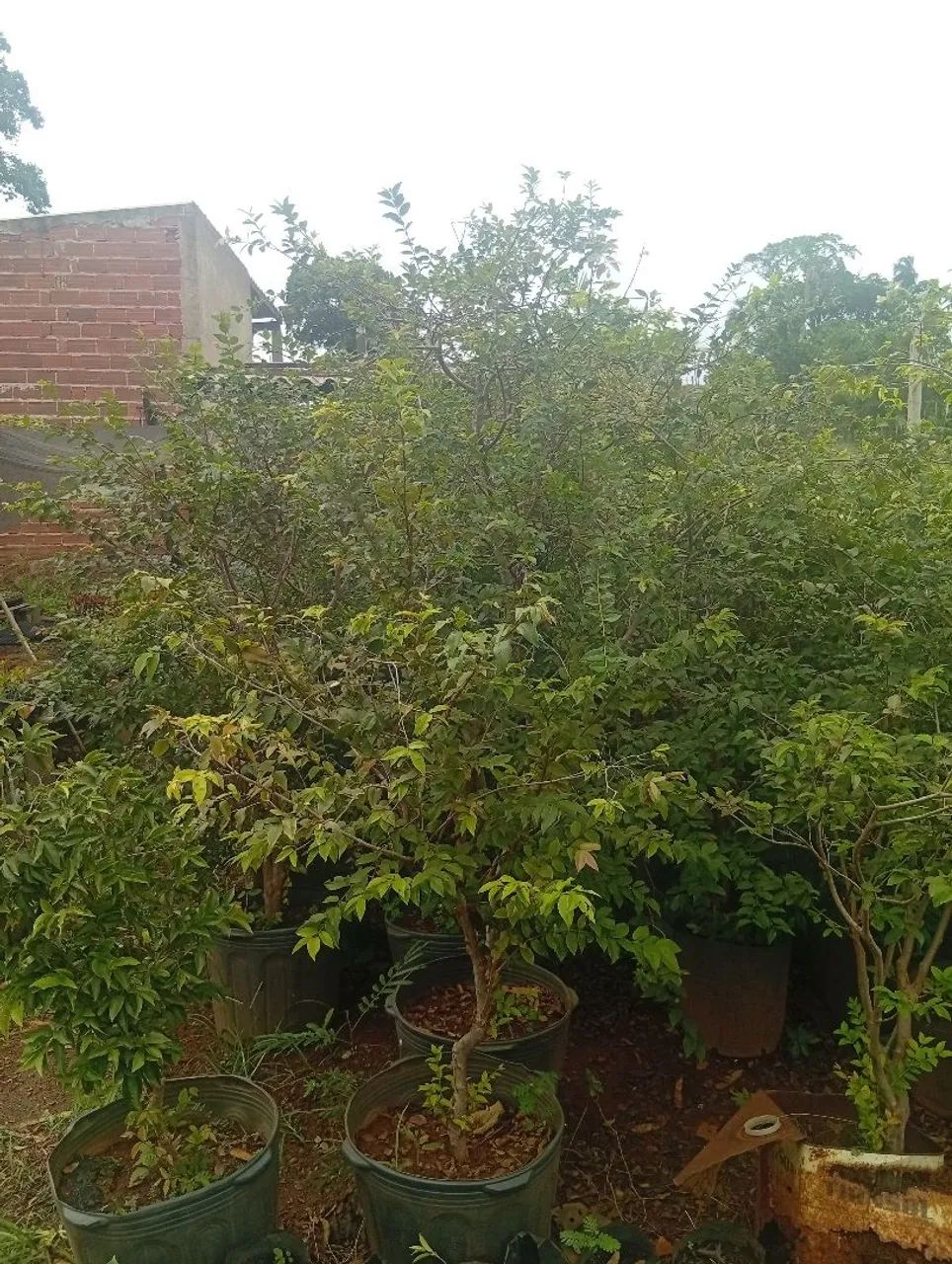 jabuticaba híbrida 