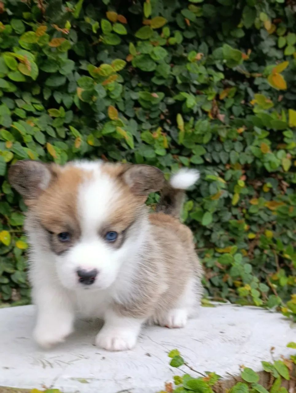 Lindos, Corgi Pembroke  - Foto 3
