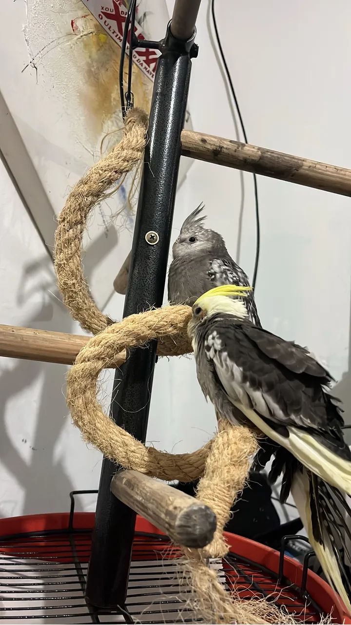 Gaiola para calopsita  - Foto 2