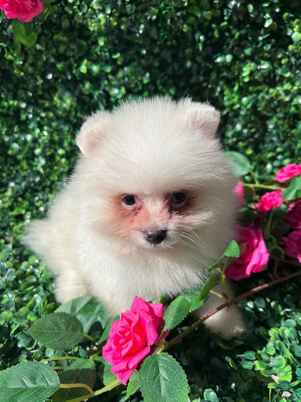 Lulu da Pomerania Anao - Foto 3