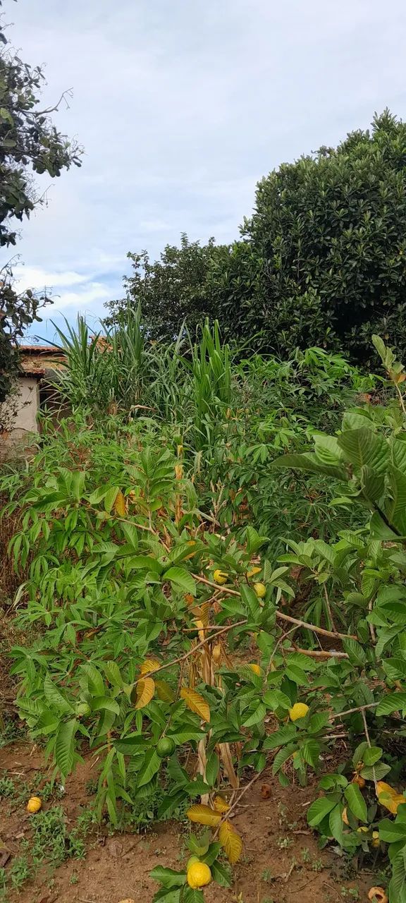 chacára - Foto 4