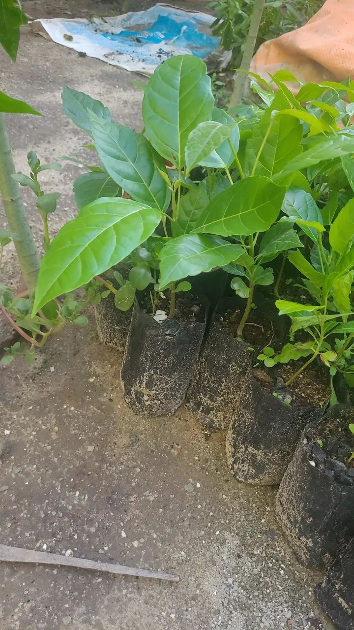Mudas de ipê   - Foto 2