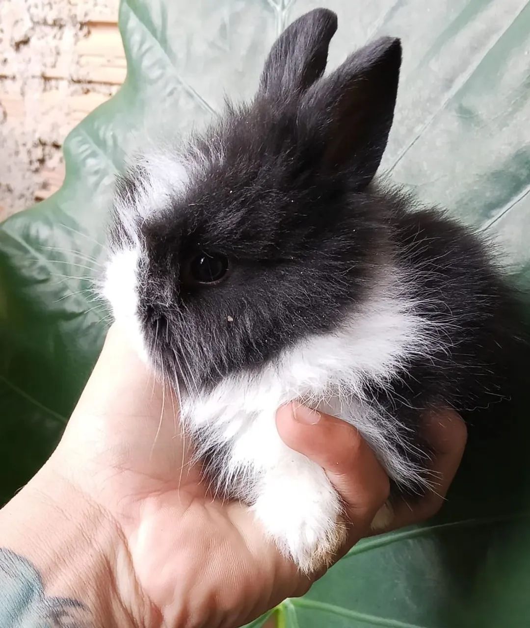 Coelho filhote mini angora