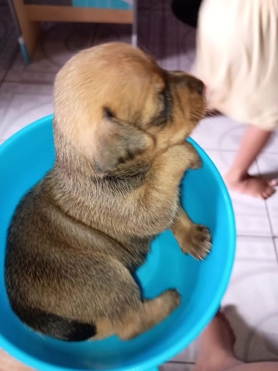 Cachorro Pincher   350,00