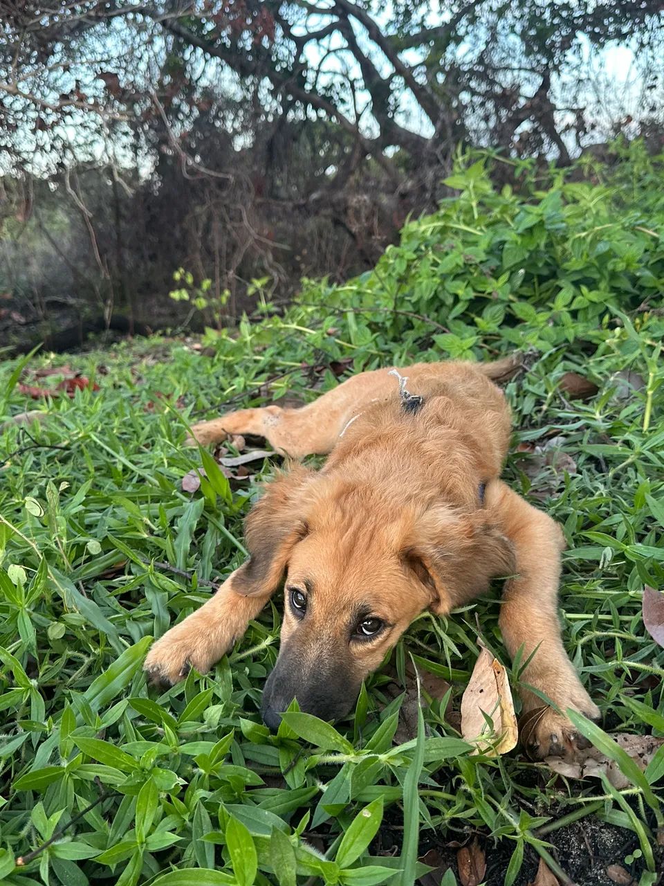 Cachorro Bruce  - Foto 4